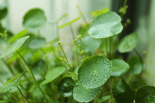 属羊的招财植物是什么，属羊人家里养什么植物好