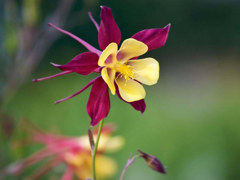 什么是桃花眼，桃花眼的人怎么样