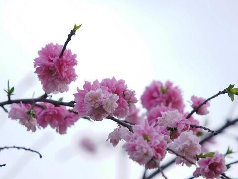 咸池桃花是什么如何化解