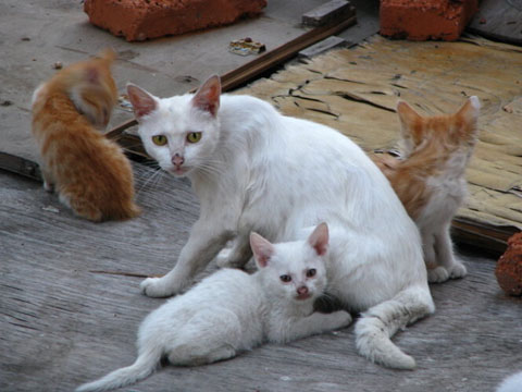 周公解梦梦见好多猫是什么意思 做梦梦到好多猫代表什么