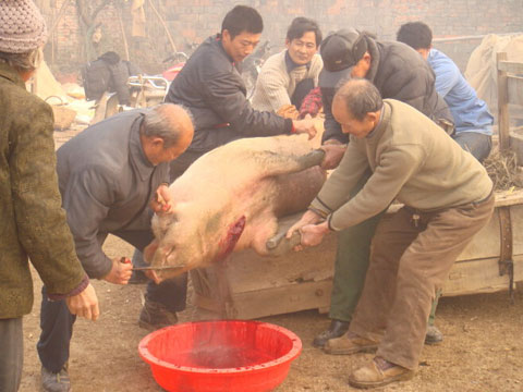 周公解梦梦见别人杀猪是什么意思 做梦梦到别人杀猪代表什么