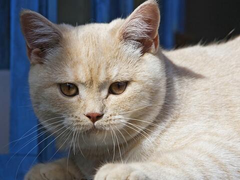 周公解梦梦见猫咬我是什么意思，做梦梦见猫咬我好不好