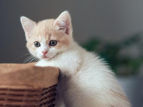 养猫的风水讲究 家里养猫对风水好吗