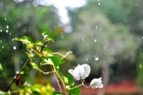 有钱难买葬后雨是什么意思，有什么好处