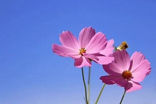 怎么看自己有没有桃花运，如何催旺桃花运