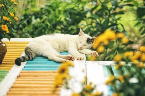 女人梦见猫是什么预兆，代表了什么